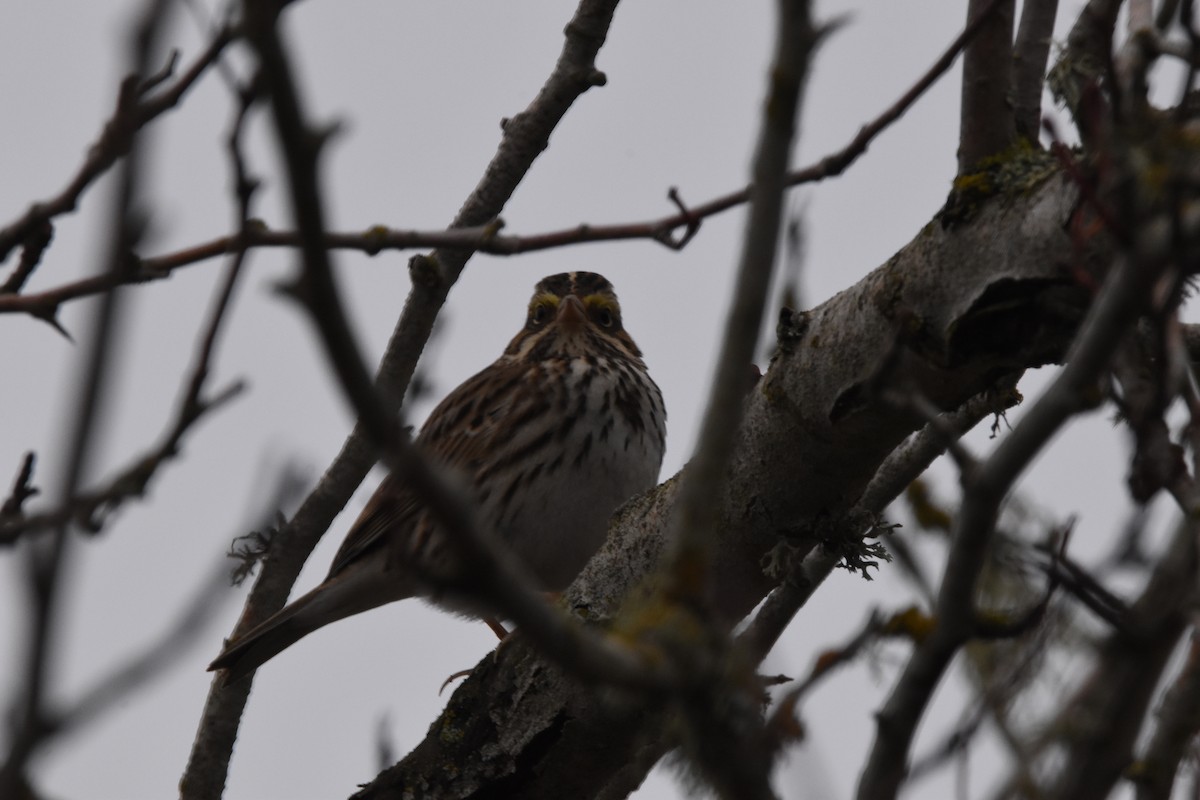 Savannah Sparrow - ML514684811