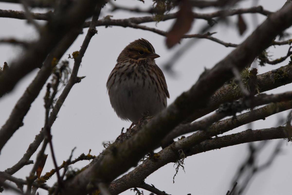 Savannah Sparrow - ML514684831