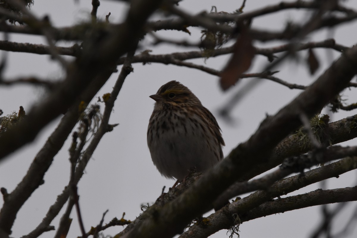 Savannah Sparrow - ML514684911