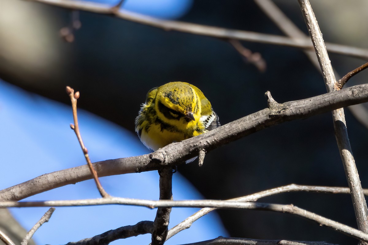 Townsend's Warbler - ML514685251