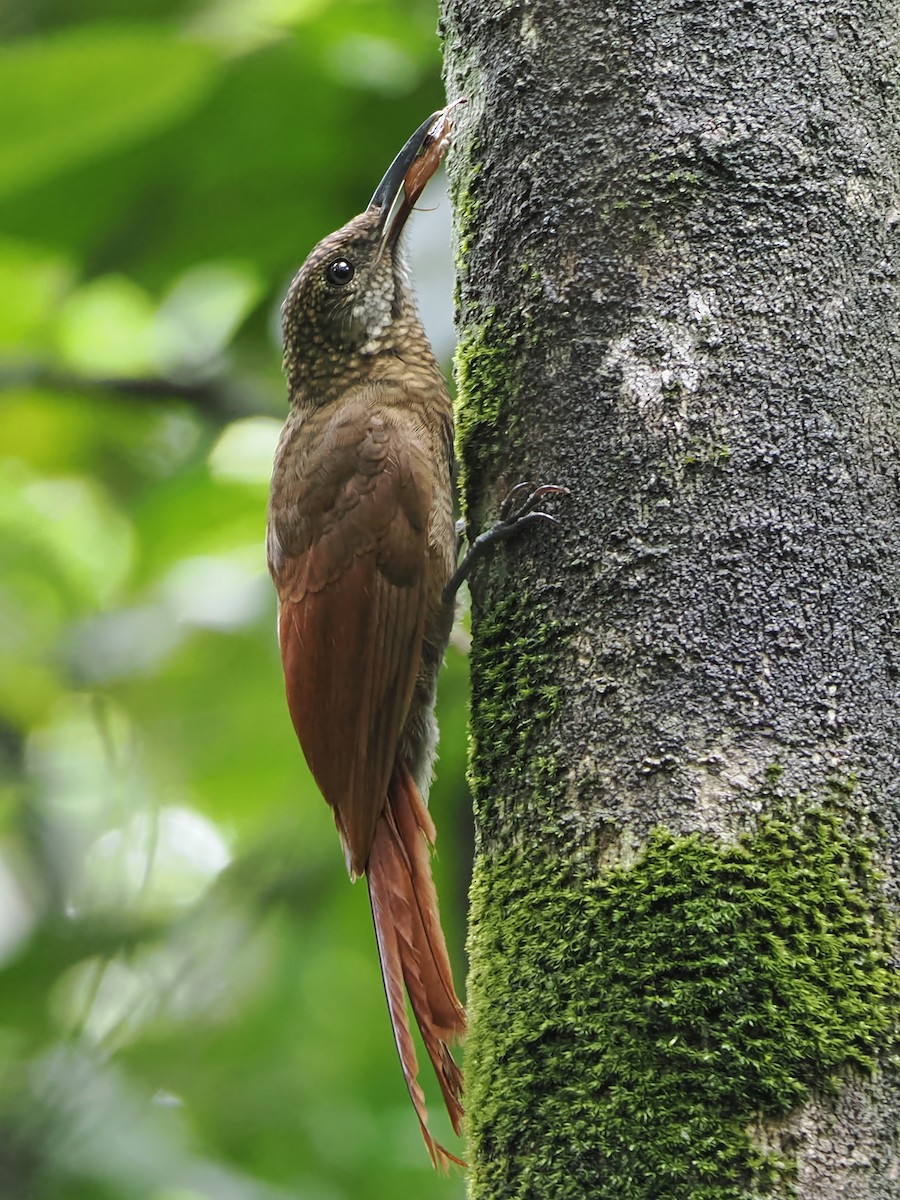 Amazonian Barred-Woodcreeper - ML514685371