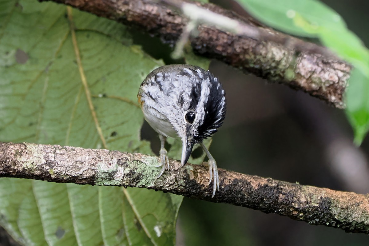 Guianan Warbling-Antbird - ML514686011