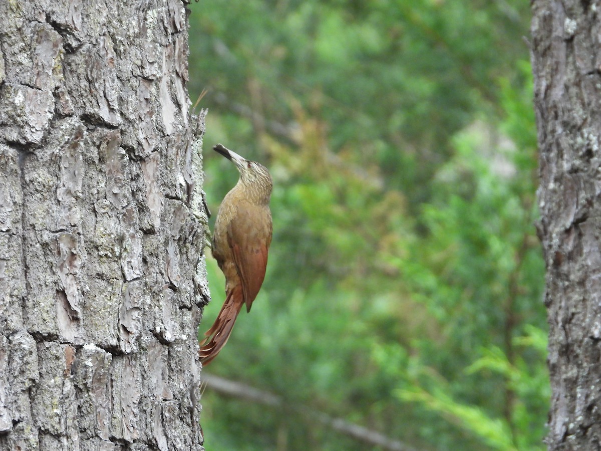Strong-billed Woodcreeper - ML514686331