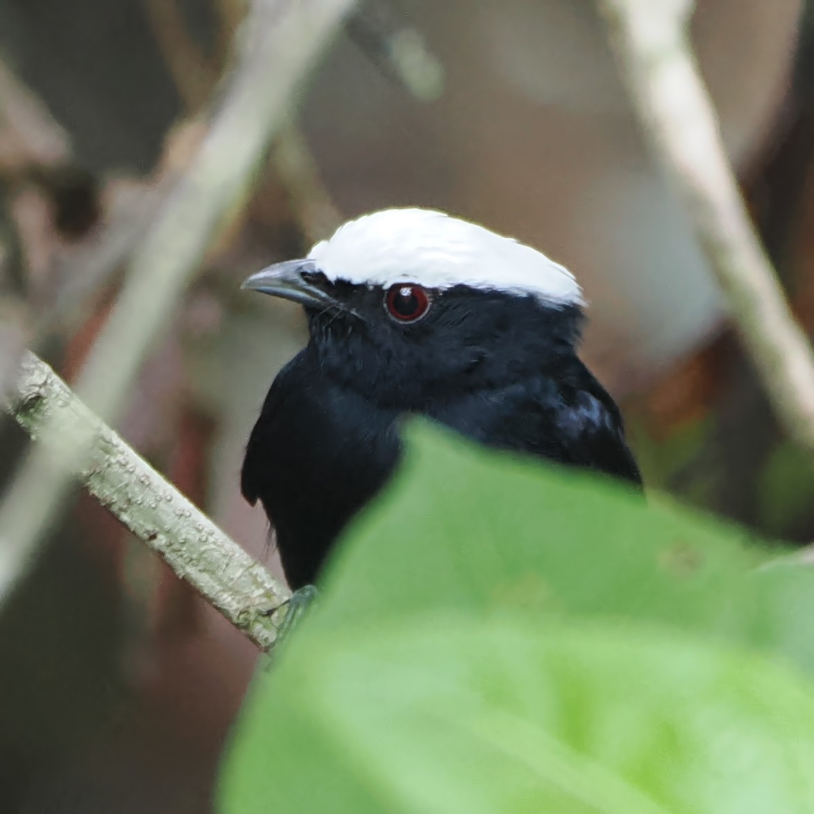 Manakin à tête blanche - ML514686911