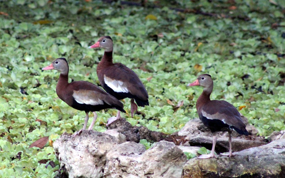 Black-bellied Whistling-Duck - Adrian Romo Garcia