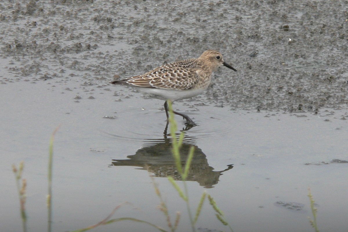 Baird's Sandpiper - ML51468921