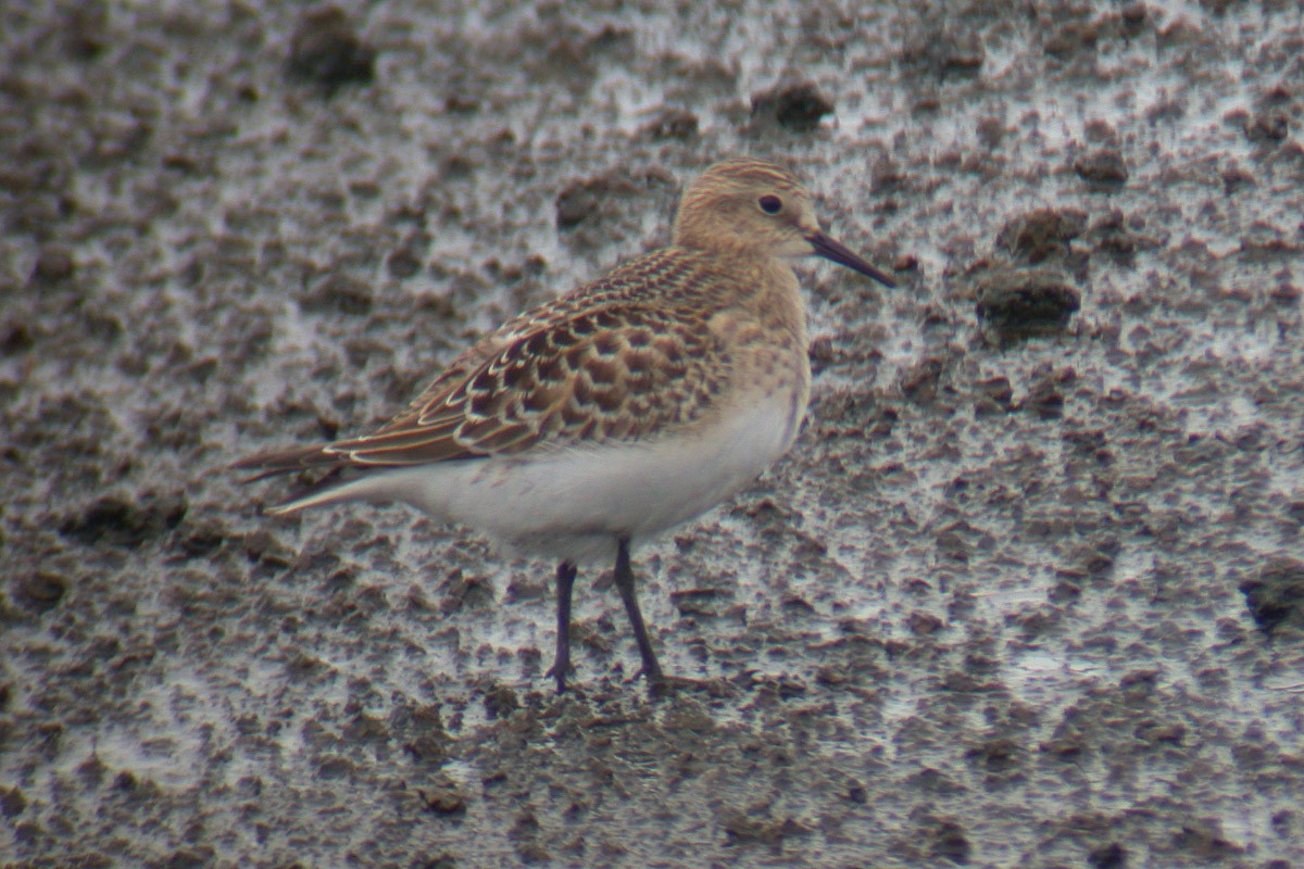 Baird's Sandpiper - ML51468931