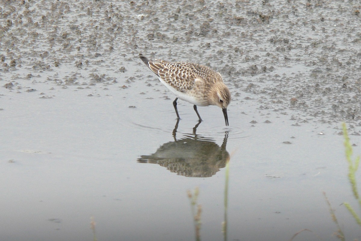 Baird's Sandpiper - ML51468941