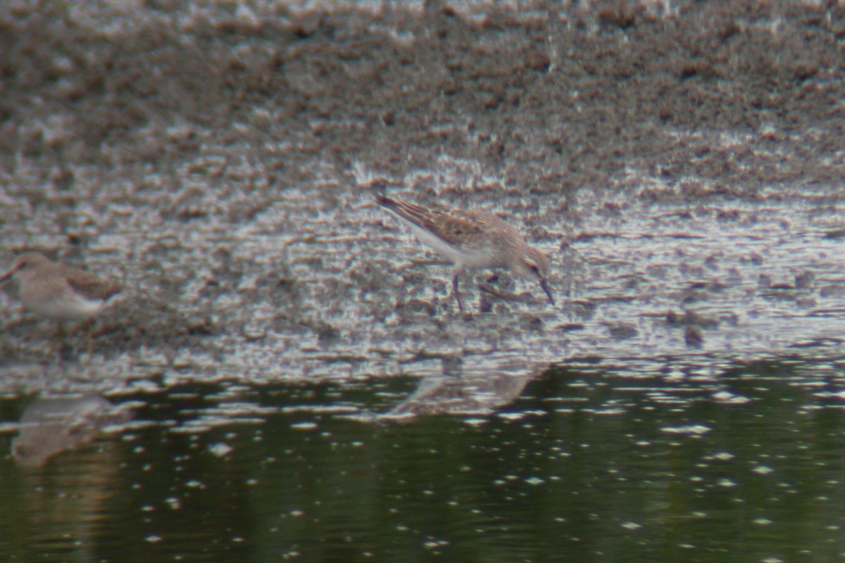 White-rumped Sandpiper - ML51469001