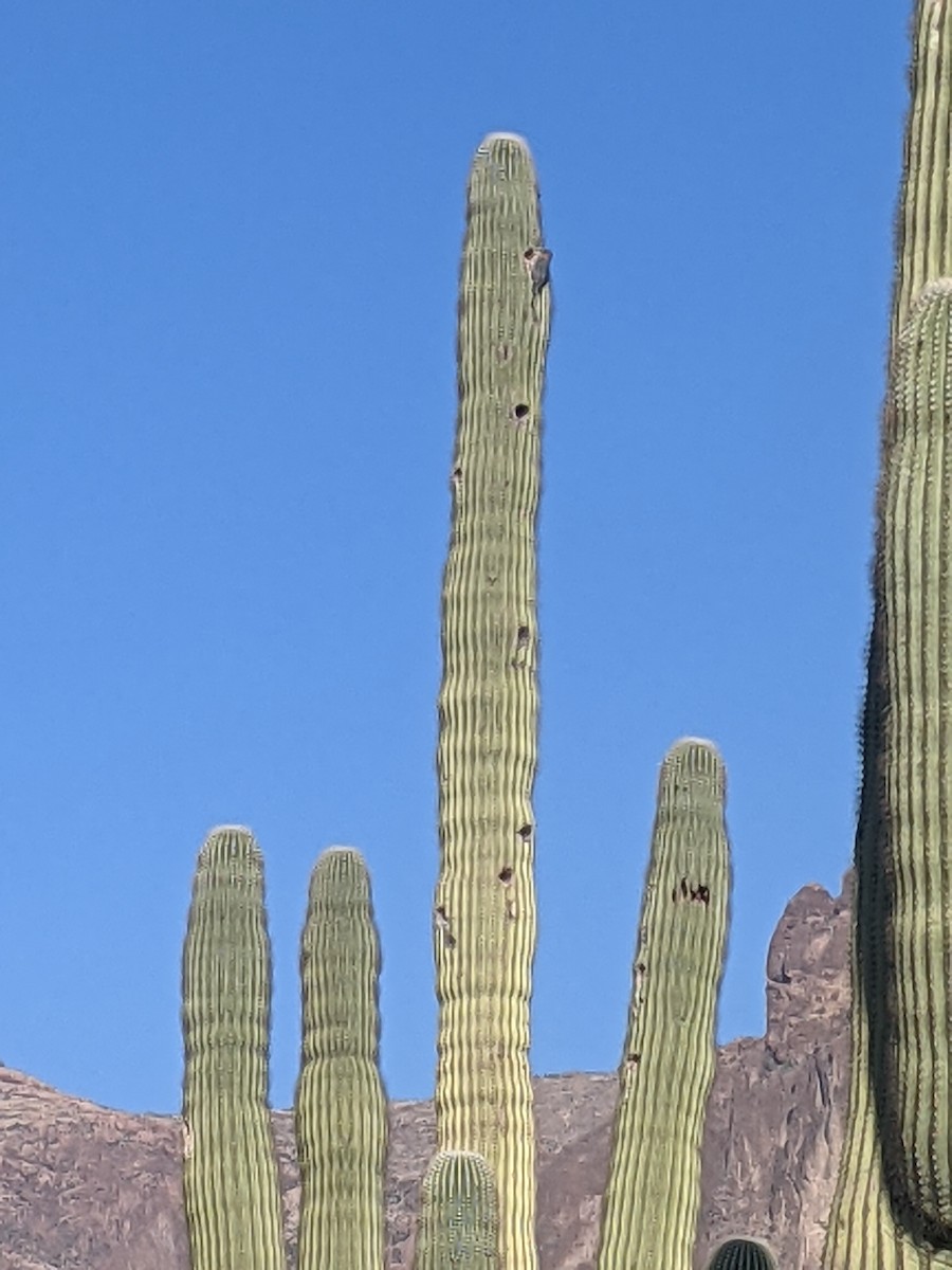 Pic des saguaros - ML514690141