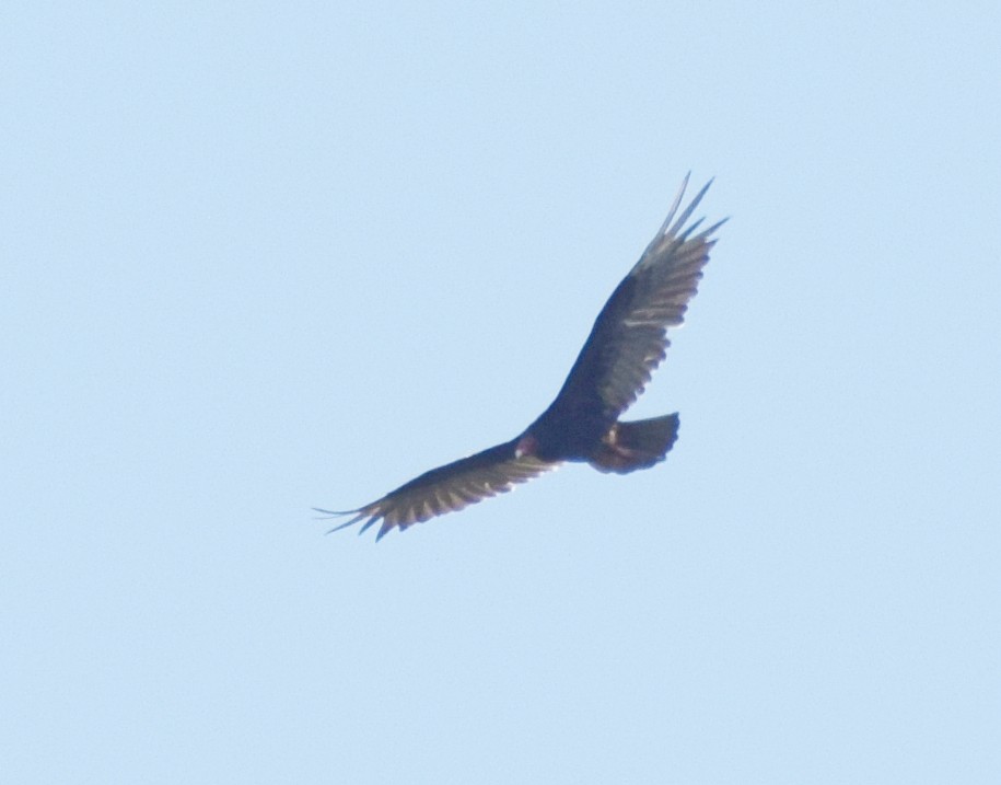 Turkey Vulture - Richard Buist