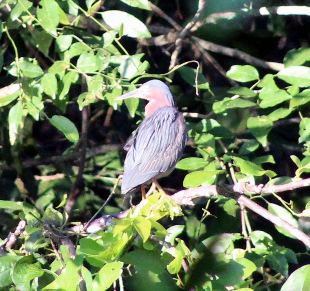 Green Heron - ML51469151