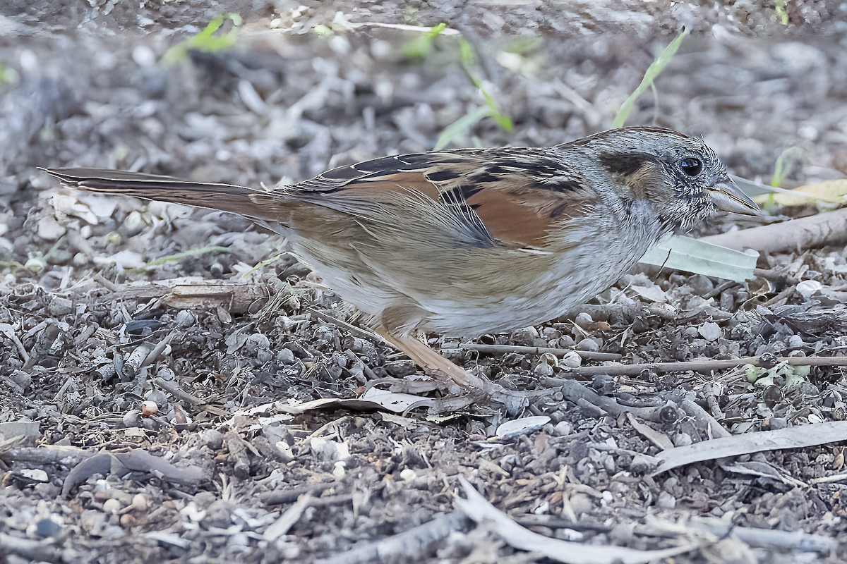 Swamp Sparrow - Frank Gilliland