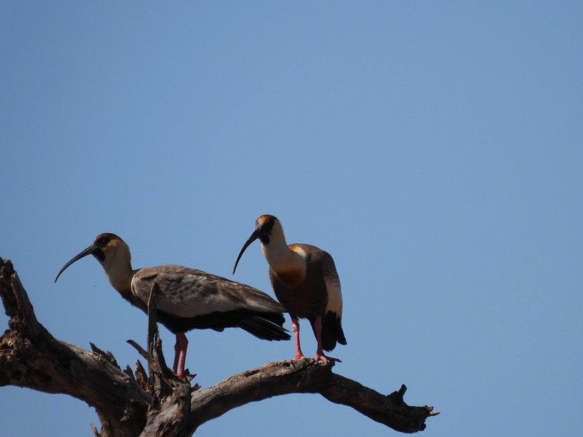 ibis bělokřídlý - ML514692891