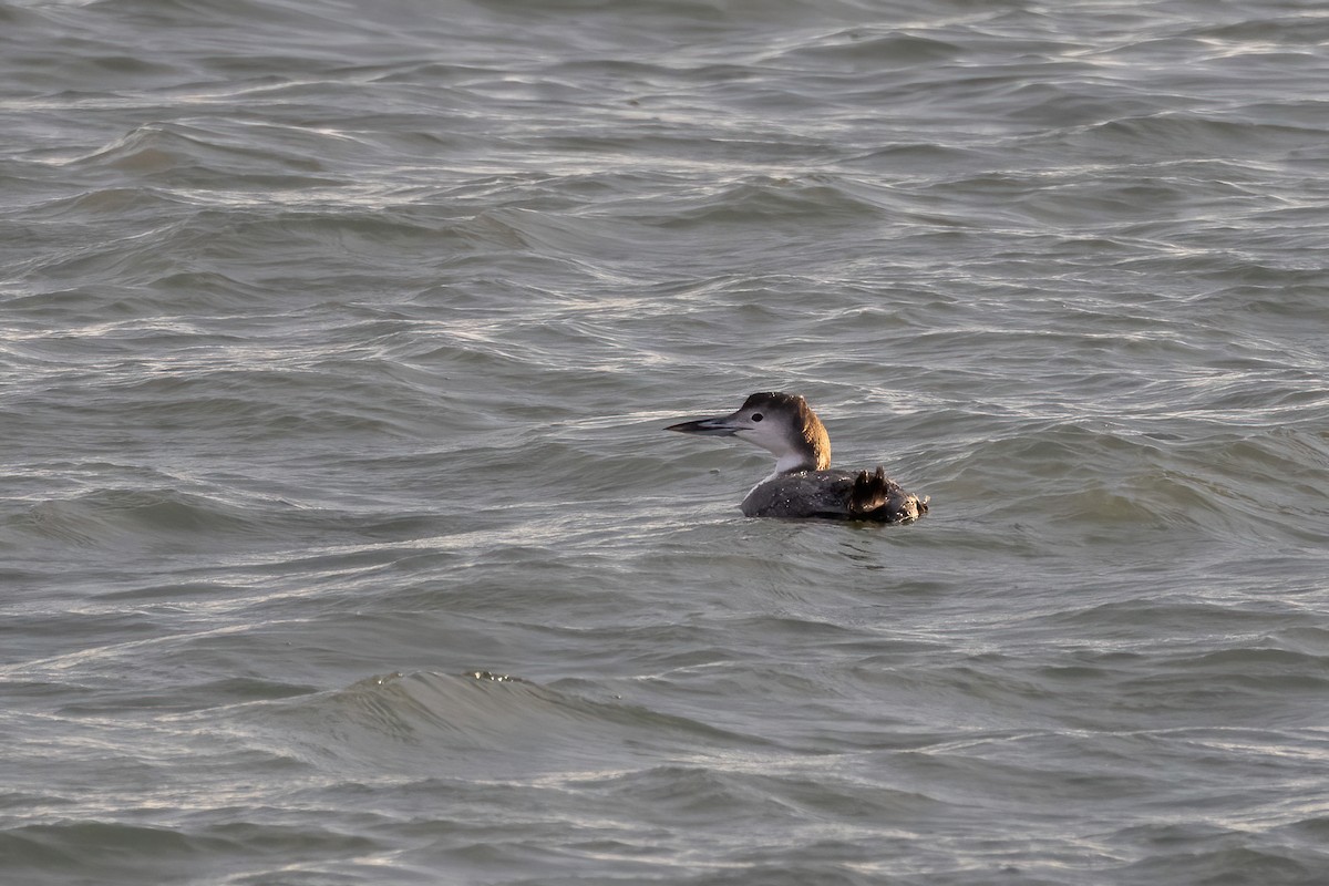 Common Loon - ML514693051