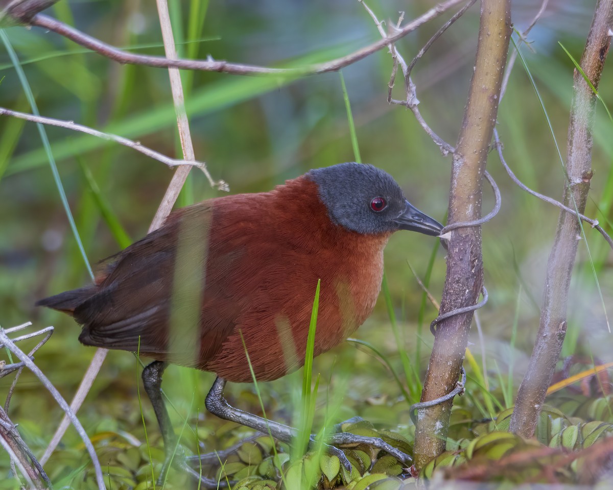 ズグロコビトクイナ - ML514693601