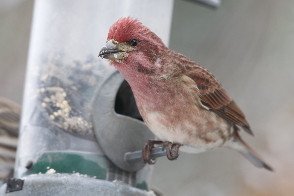 Purple Finch - Bridget Spencer