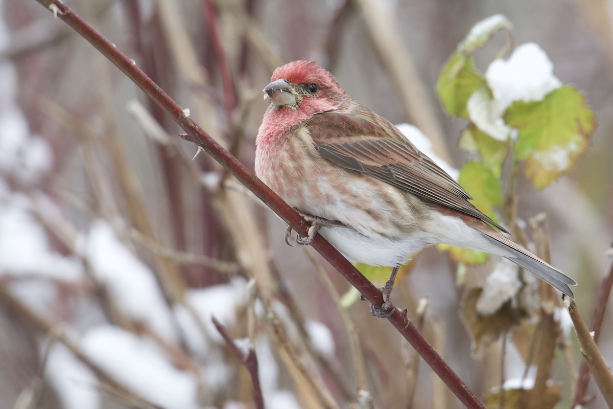 Purple Finch - ML514693941