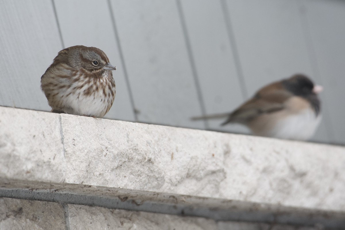 Song Sparrow - ML514694271