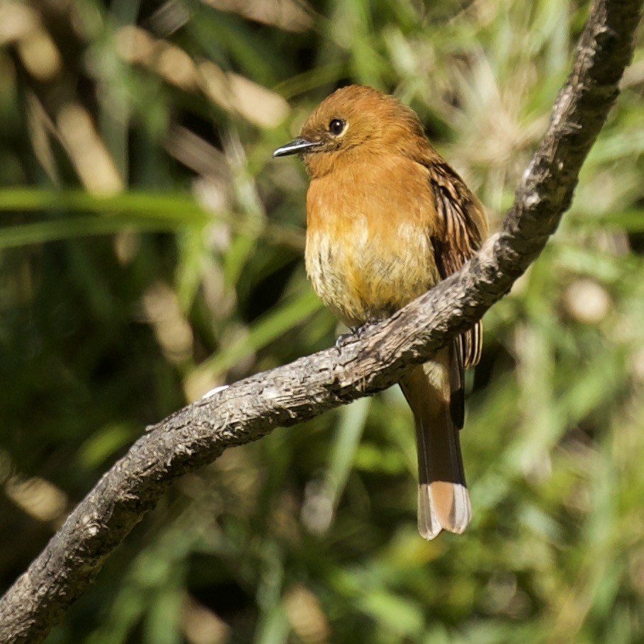 Cinnamon Flycatcher (Santa Marta) - Rand Rudland