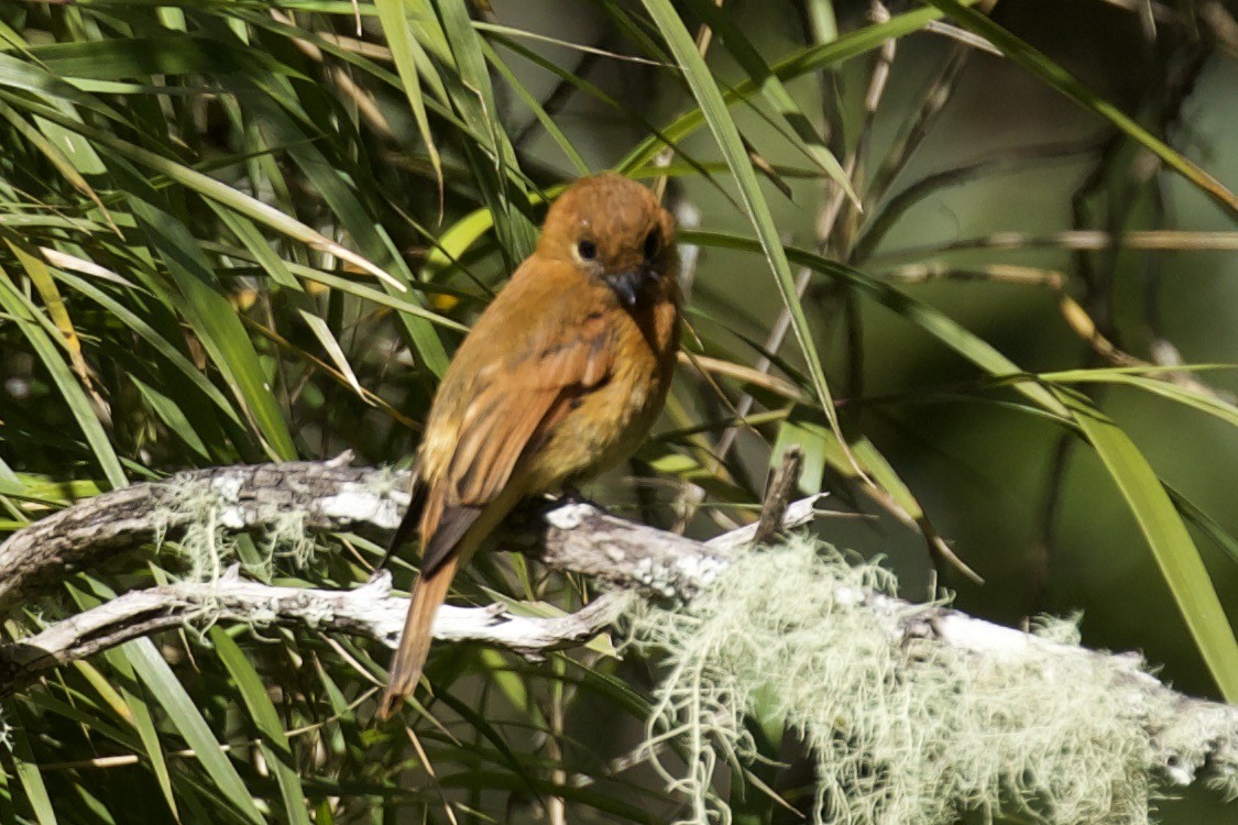 Cinnamon Flycatcher (Santa Marta) - Rand Rudland
