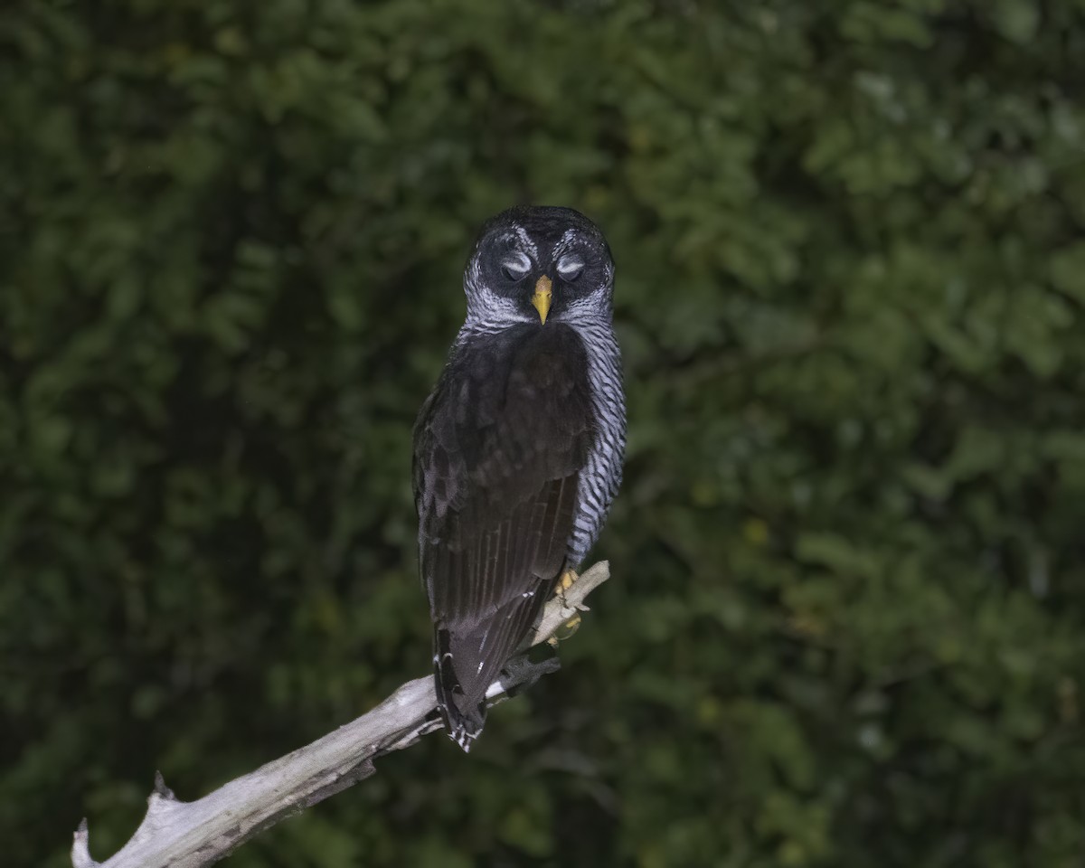 Black-and-white Owl - ML514696051