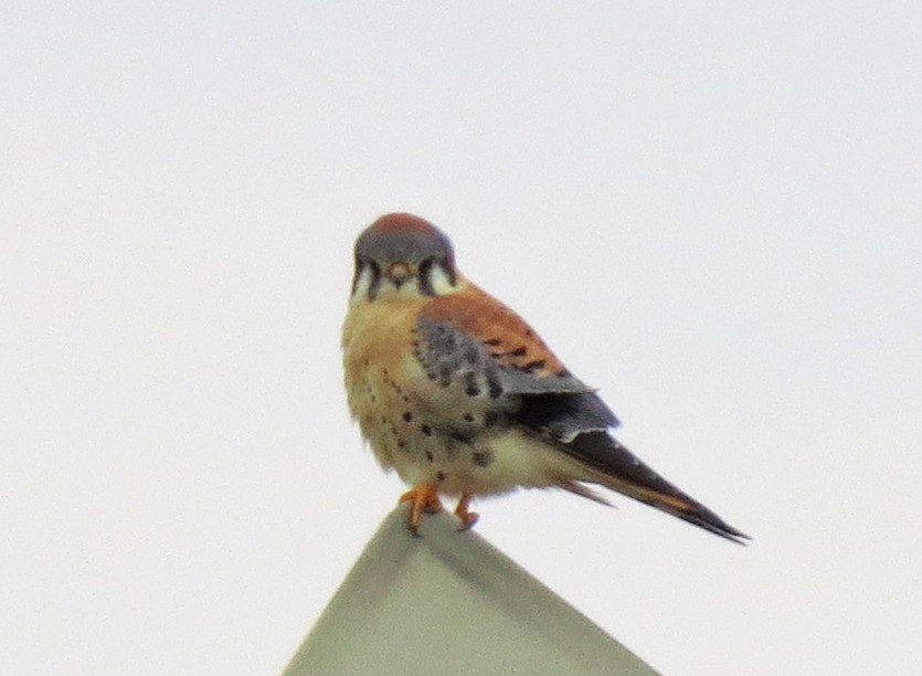 American Kestrel - ML514696761