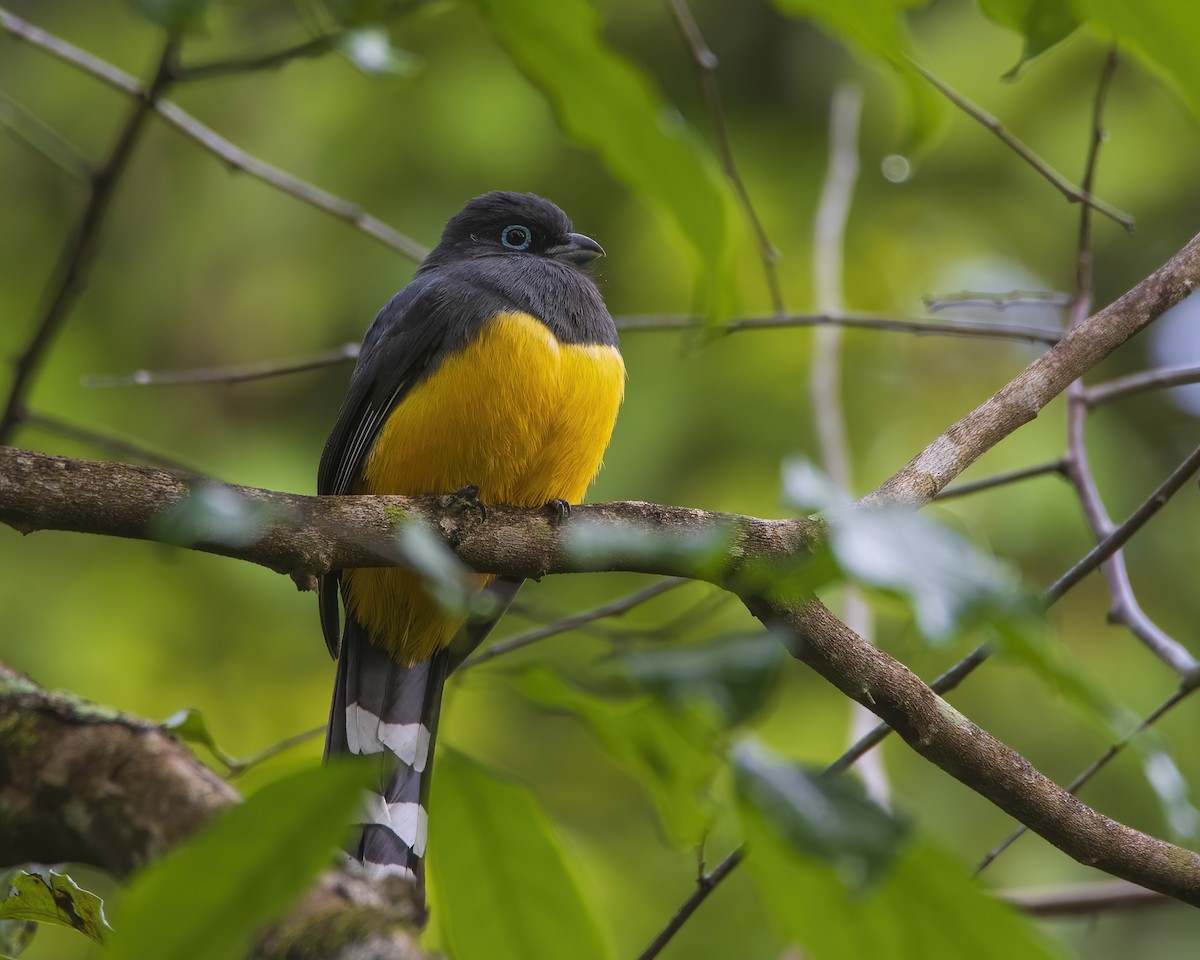 Black-headed Trogon - ML514696861