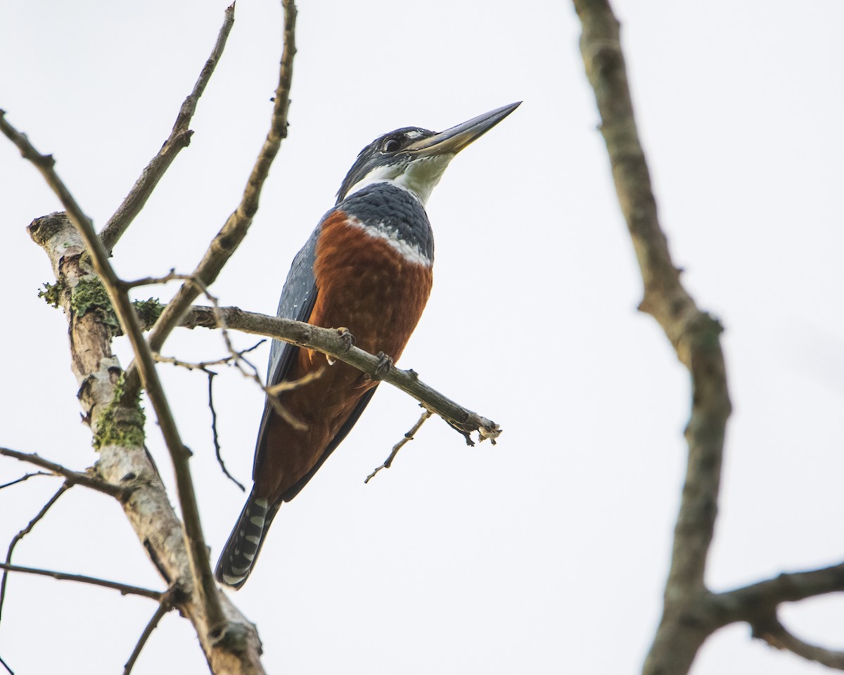 Ringed Kingfisher - ML514696931