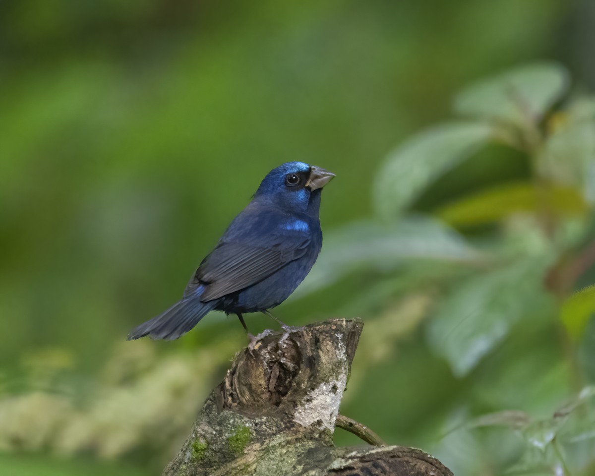 Blue Bunting (Middle America) - ML514697061