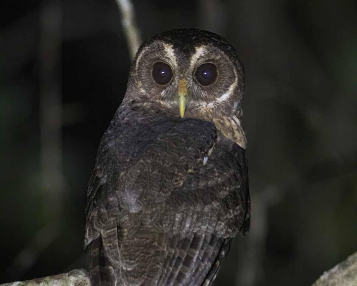 Mottled Owl (Mottled) - ML514697961