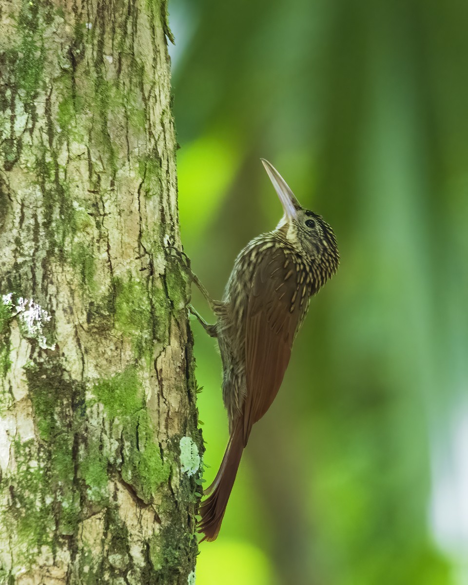 Ivory-billed Woodcreeper - ML514698491