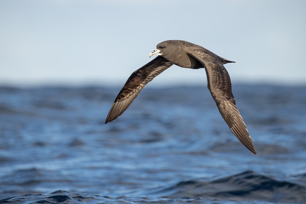 White-chinned Petrel - ML514698501