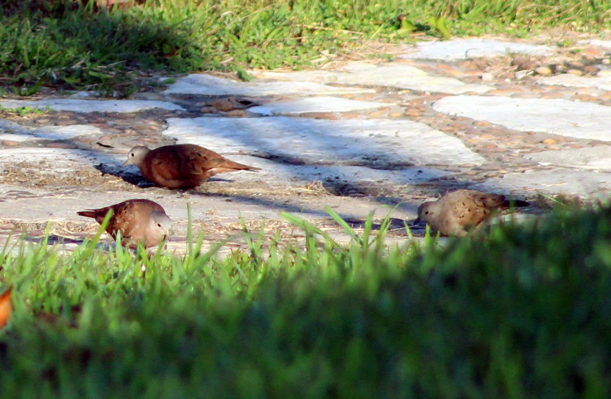 Ruddy Ground Dove - ML51469871