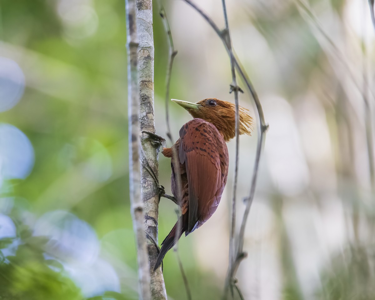 Chestnut-colored Woodpecker - ML514698861