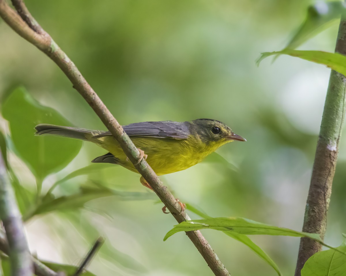 Golden-crowned Warbler (Stripe-crowned) - ML514699271