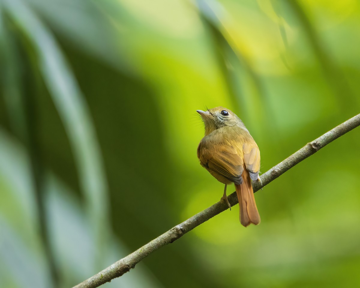 Ruddy-tailed Flycatcher - ML514699491