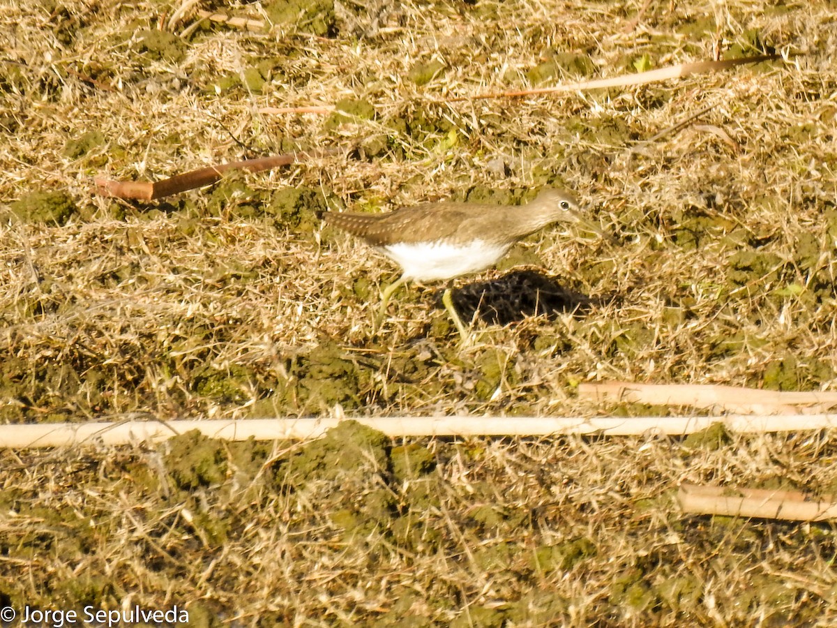 Green Sandpiper - Jorge Sepulveda