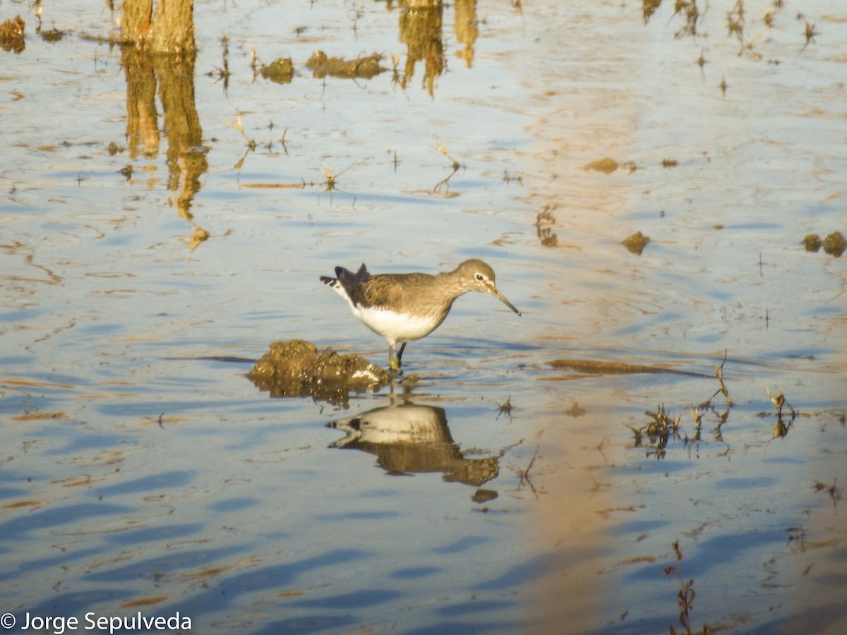 Green Sandpiper - Jorge Sepulveda