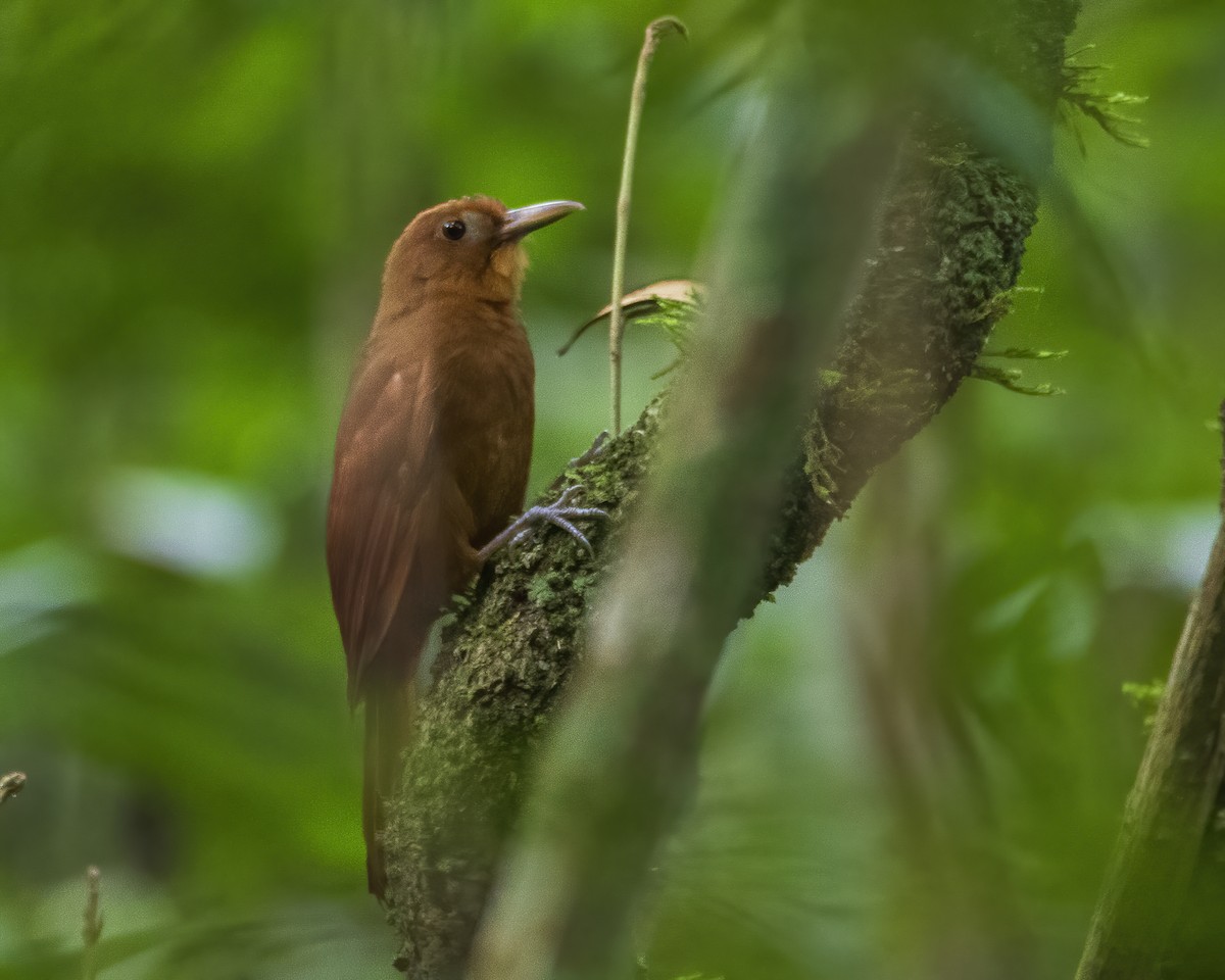 Ruddy Woodcreeper - ML514700281