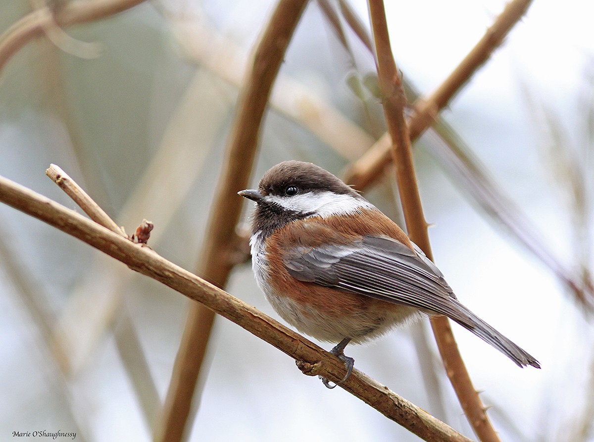 Chestnut-backed Chickadee - Marie O'Shaughnessy