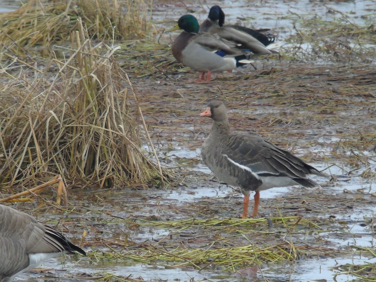 Greater White-fronted Goose - Mike & MerryLynn  Denny