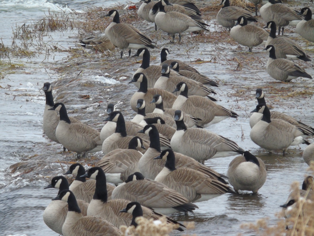 Canada Goose - Mike & MerryLynn  Denny