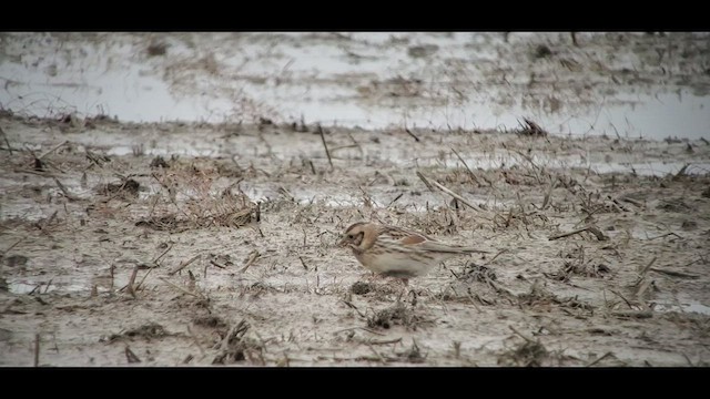 Lapland Longspur - ML514701421