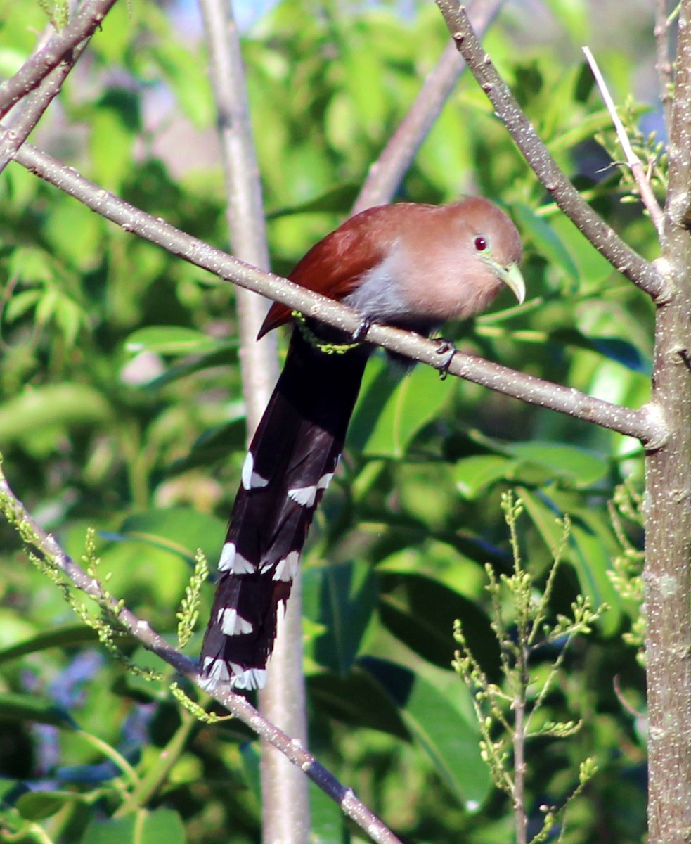 Squirrel Cuckoo - ML51470161