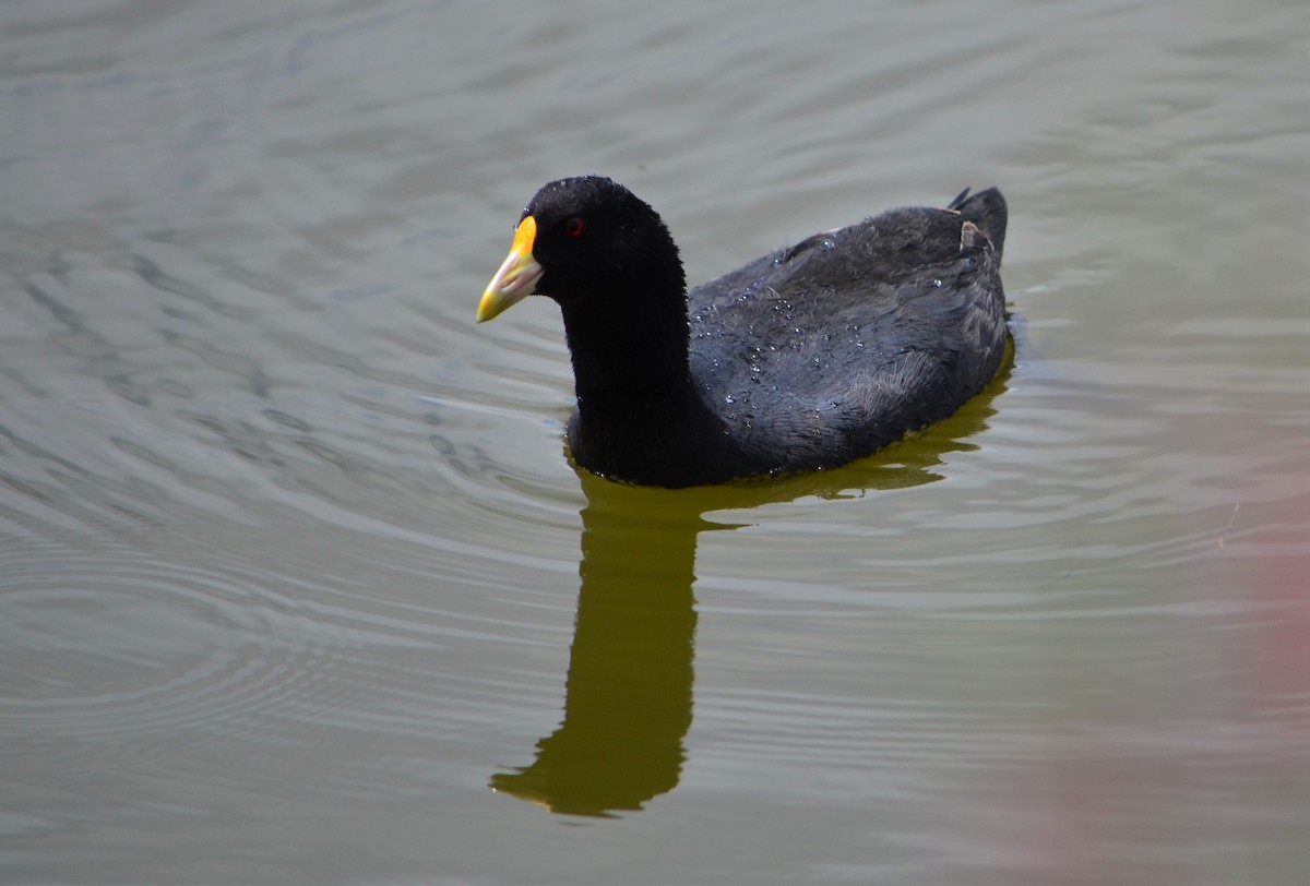 Foulque leucoptère - ML514701791