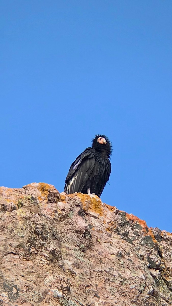 Condor de Californie - ML514703861