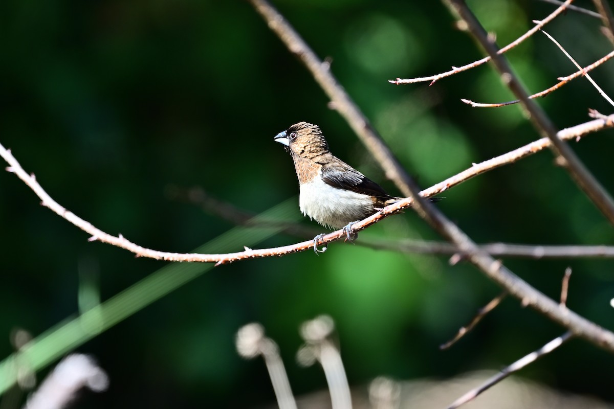 White-rumped Munia - ML514705431