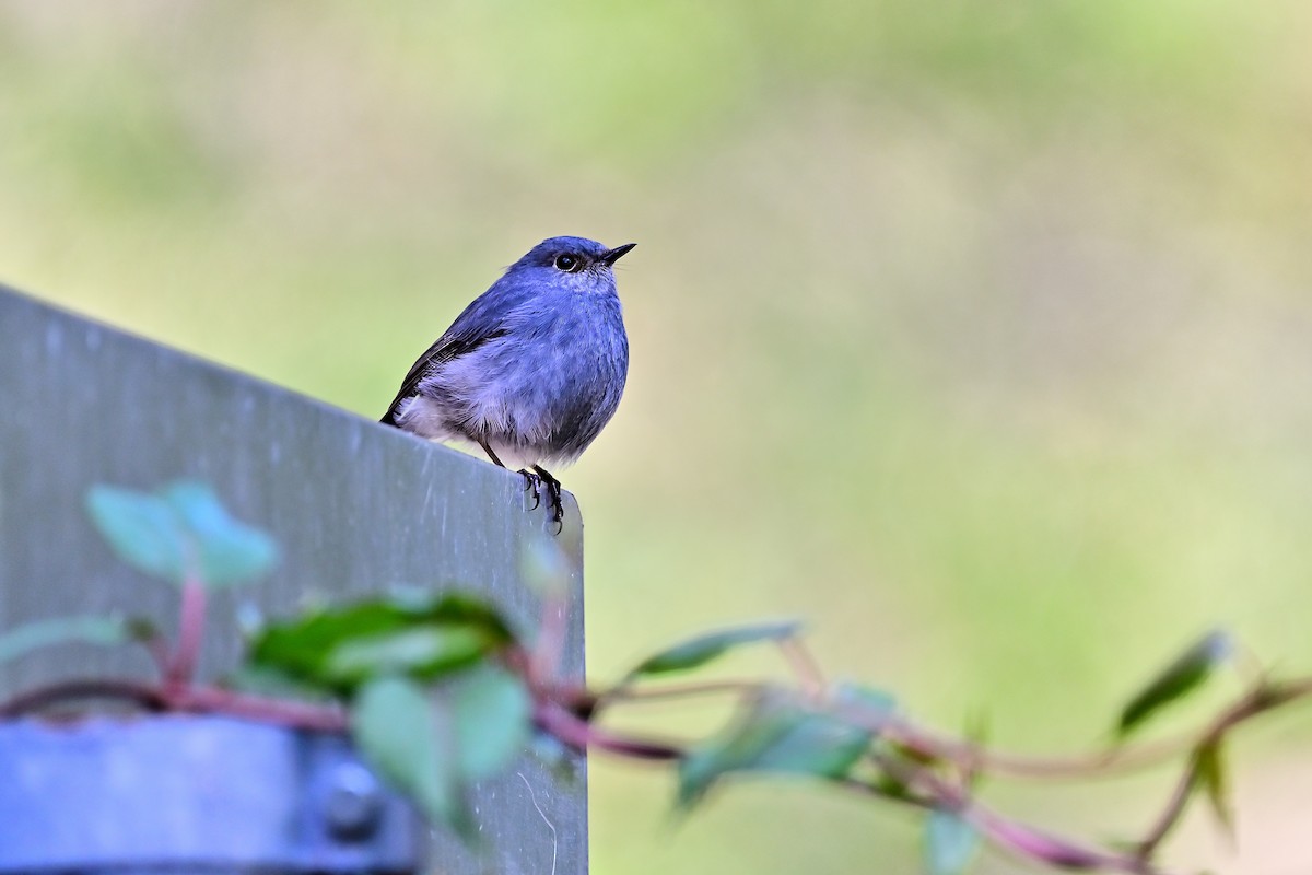 Plumbeous Redstart - ML514705991