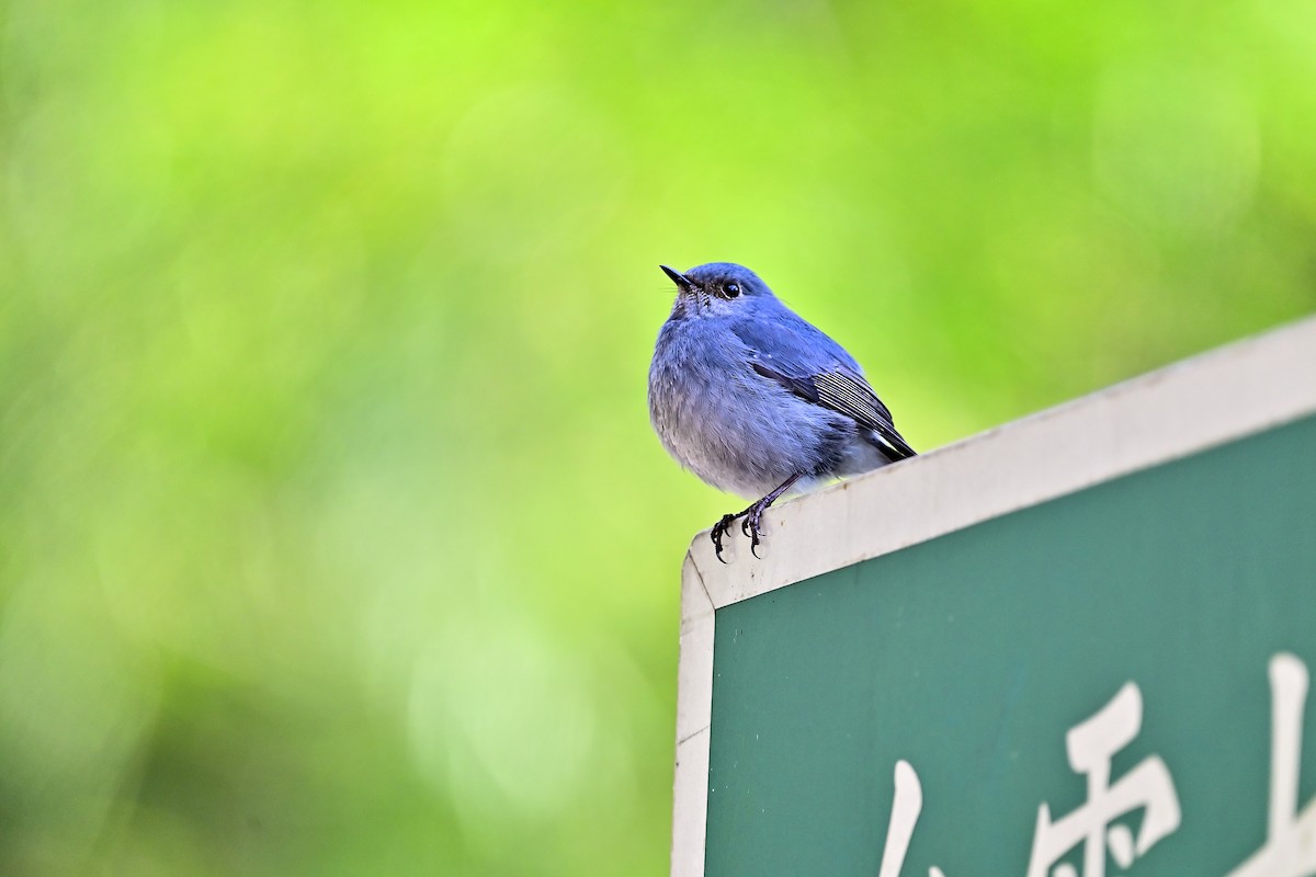 Plumbeous Redstart - ML514706001